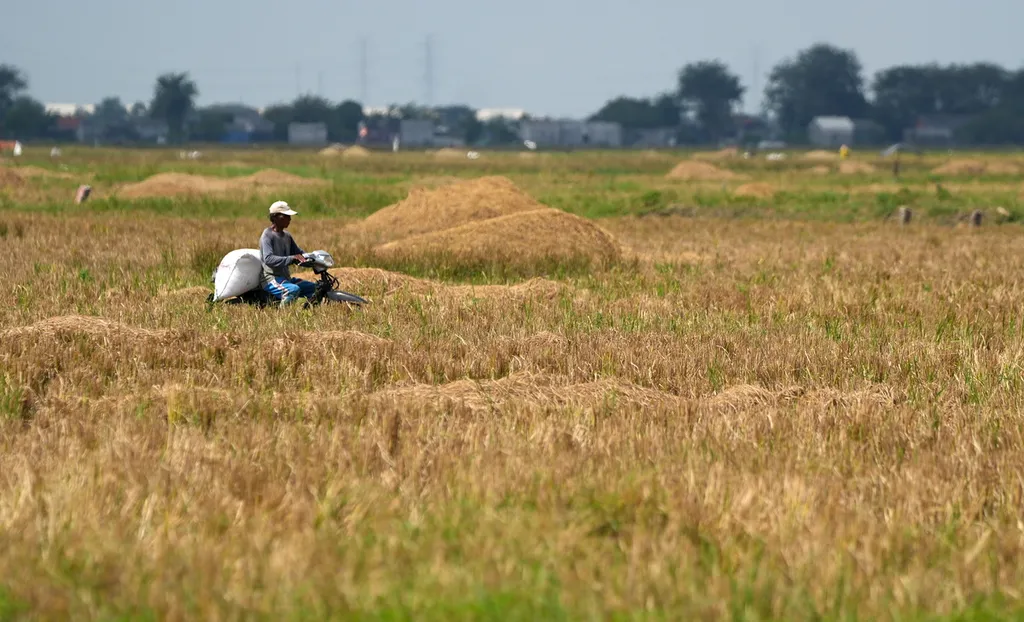 kenaikan-harga-gabah-dan-jagung-langkah-strategis-pemerintah-dukung-kesejahteraan-petani